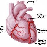 НАЧАЛЬНАЯ КАРДИОЛОГИЯ