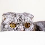 Мысли вслух