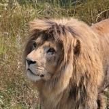 Львиный Патруль. Тайган.🦁