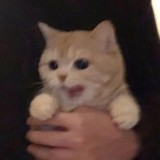 ɴᴇꜰꜰǫᴡ || хелп от неффки