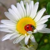 Цветущий сад