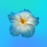 В разработке..