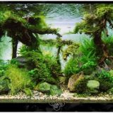 Аквариумистика чат