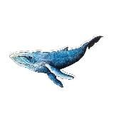 Кит Птахур Genshin Impact