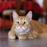 Джифки тебе 🪬