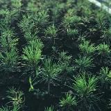 Кедровый питомник Хотьково.