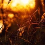 Mitra_putri | Jyotish