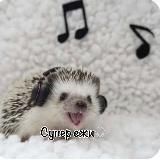 ˚✧₊ ⛰️Ꮯуᴨᴇᴩ Ꭼжи✨⁺˳✧༚