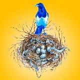 Сорочье гнездо