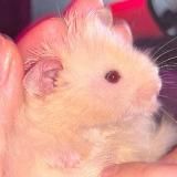 Kozakana cosplay/щп(小魚)