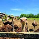 Буквы в виде мыслей