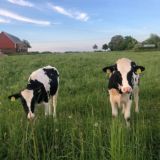 ꕤ ࣪˖ cute символы !! 𓂃