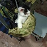 Фенитто-снайперитто