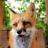 Лисы EL COUGUAR FOX