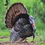 Bear Tooth Bayou Outdoors