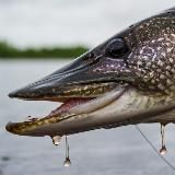 Рыбалка | Fishing | На Рыбалке | angler