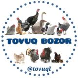 TOVUQ BOZORI