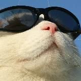 Анекдоты|Юмор|Приколы|Мемы с котом Василием