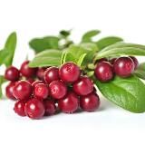 Брусничное сознание