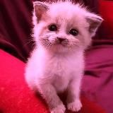 Мемы про котов