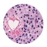 Гістологія