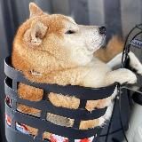 Толстые Собаки