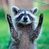 Енот вещает