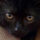 Кот и Кэнон