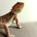 Жизнь Наги🦎