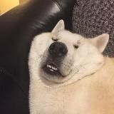 Упоротые еблеты собак