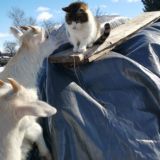 Домик у Старой Церкви