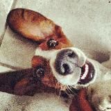 Хвостатый позитив