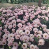 Растения для сада