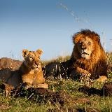 ДИКИЕ КОШКИ🐆