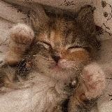 ~ 🌷biserrix🐾 ~