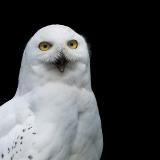 Инста Хогвартс