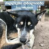 псы тбилиси