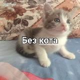 📢 Без кота и жизнь не та 🐾