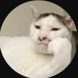 🐈Blackkiskis канал🐈
