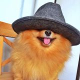 Дневник Тода 🐶