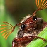 Жуки ползут на север