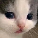 Отстойная жирная крыса