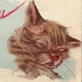 Против шерсти