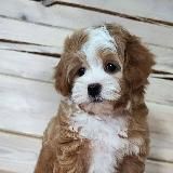 Malti_pushka ( Мальтипу щенки Maltipoo)❤️❤️❤️ кавапу и пуделя.