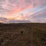 Под сурдинку