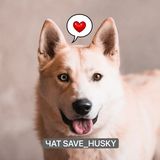 SAVE_HUSKY CHAT