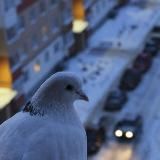 Ключи от Новгорода