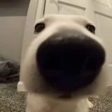 Будка Калберта ( ͡° ͜ʖ ͡°)