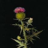 я вас слушаю