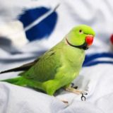 Попугай Ричи (Ричард) 🦜